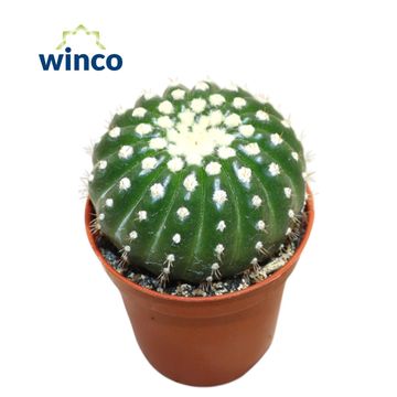 Notocactus uebelmannianus inermis