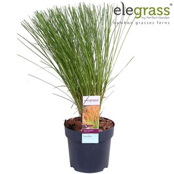 Carex testacea PRAIRIE FIRE COLORGRASS