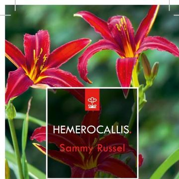 Hemerocallis 'Sammy Russell'