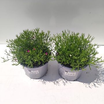 Gypsophila MIX