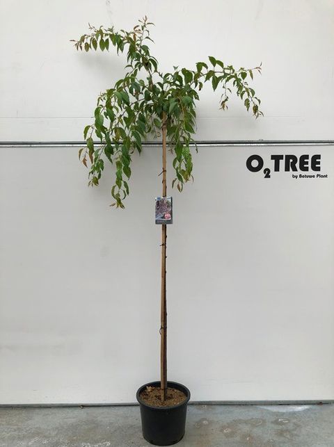 Prunus serrulata 'Kiku-shidare'