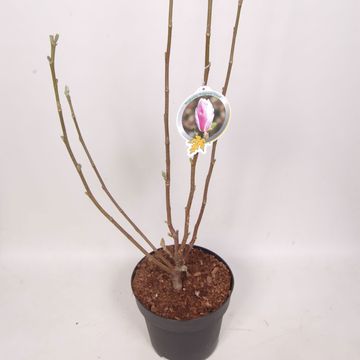 Magnolia denudata FRAGRANT CLOUD