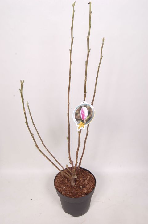 Magnolia denudata FRAGRANT CLOUD