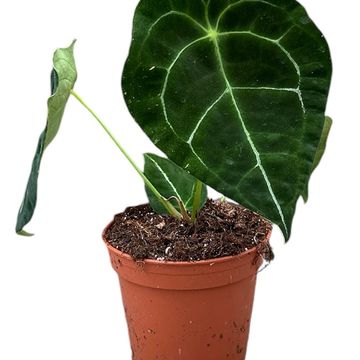 Alocasia plumbea 'Flying Squid'