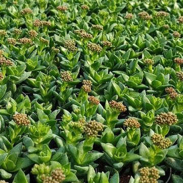 Crassula 'Bride's Bouquet'