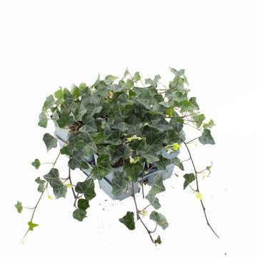 Hedera helix 'Plattensee'