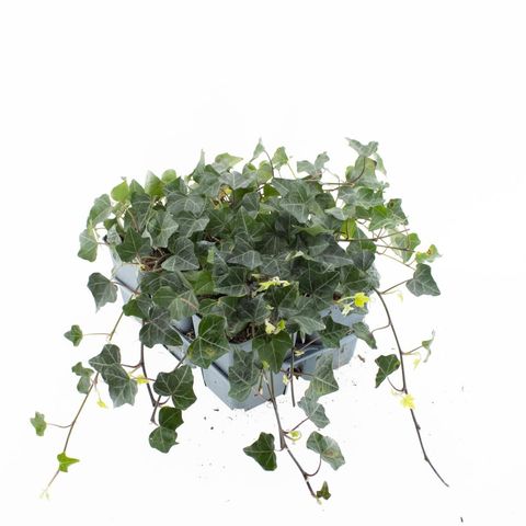 Hedera helix 'Plattensee'