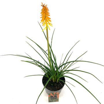 Kniphofia 'Mango Popsicle'