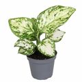 Aglaonema 'Variegata Pearl'