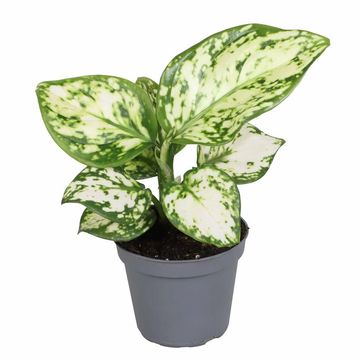 Аглаонема 'Variegata Pearl'