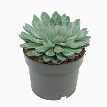 Echeveria 'Apus'