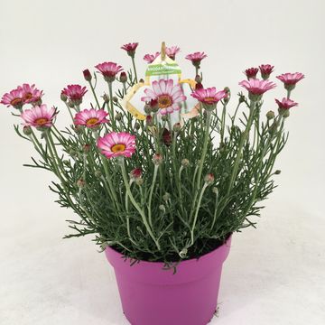 Rhodanthemum 'Marrakech'