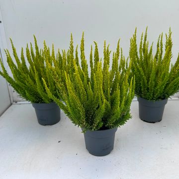 Calluna vulgaris SKYLINE MIAMI