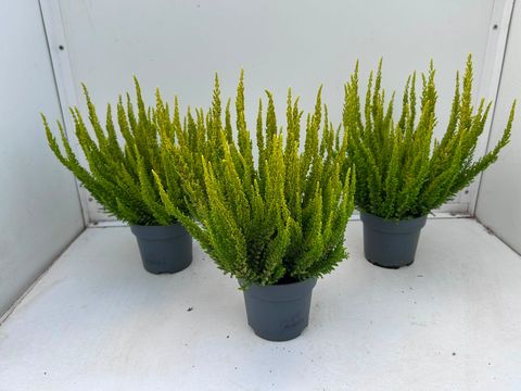 Calluna vulgaris SKYLINE MIAMI