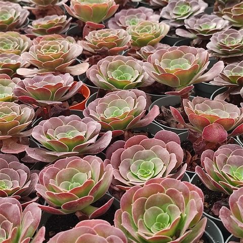 Aeonium arboreum 'Velours'