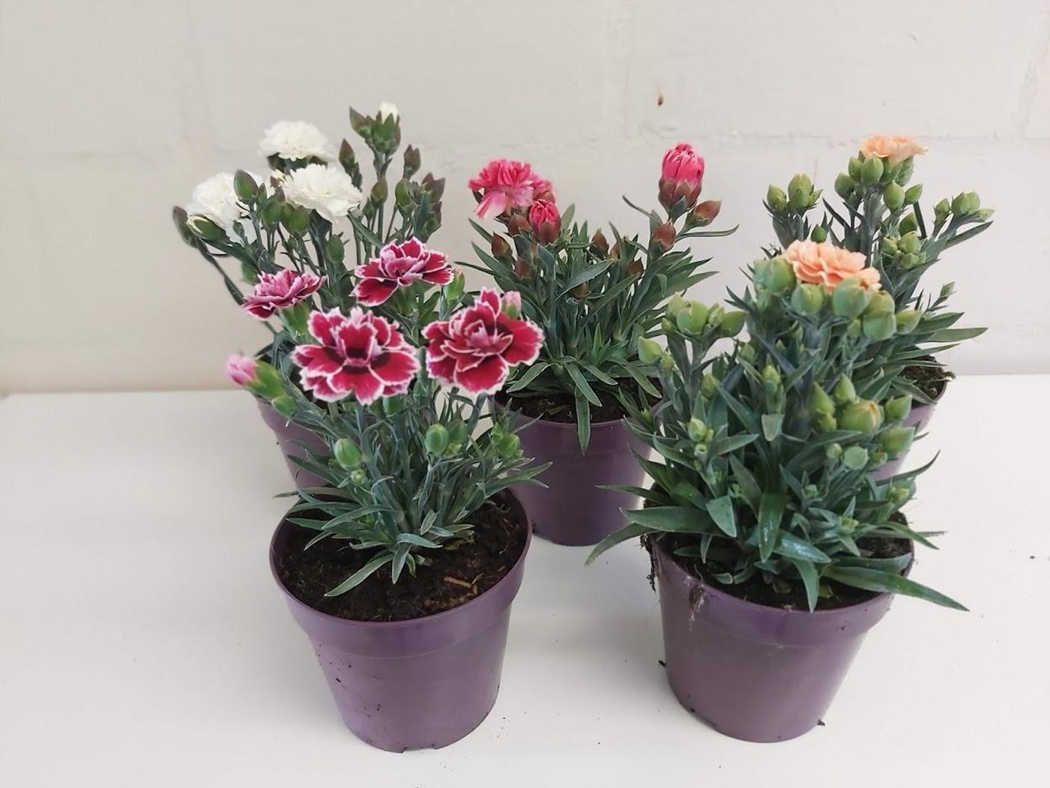 Dianthus SUNFLOR MIX — Plant Wholesale FlorAccess