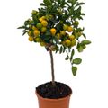 Citrus x microcarpa