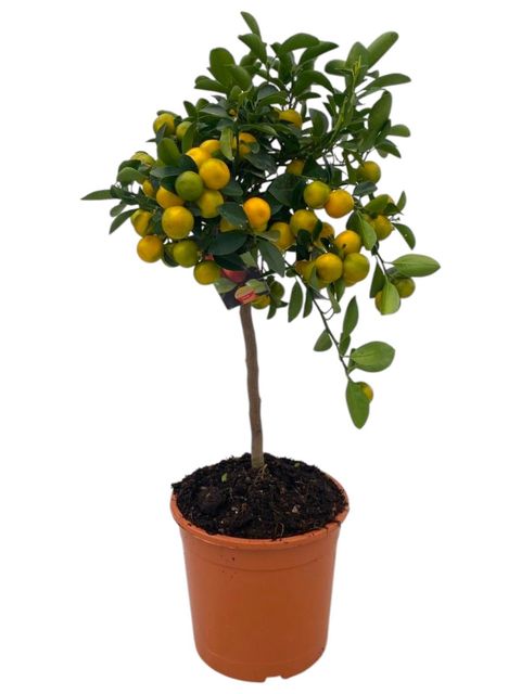 Citrus x microcarpa