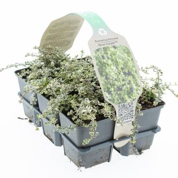 Euonymus fortunei SILVER CARPET