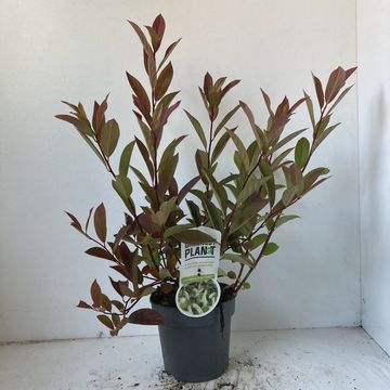 Itea virginica 'Henry's Garnet'