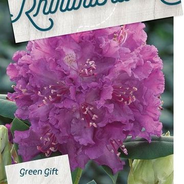 Rhododendron 'Azurro'