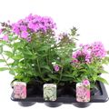 Phlox PANICULATA MIX