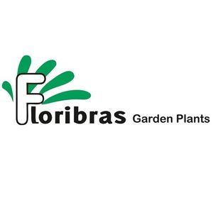 Floribras Garden Plants