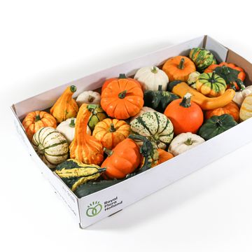 Cucurbita pepo MIX