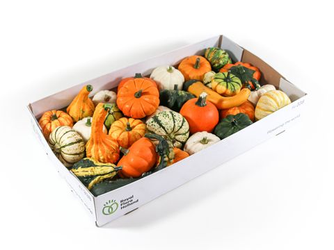 Cucurbita pepo MIX