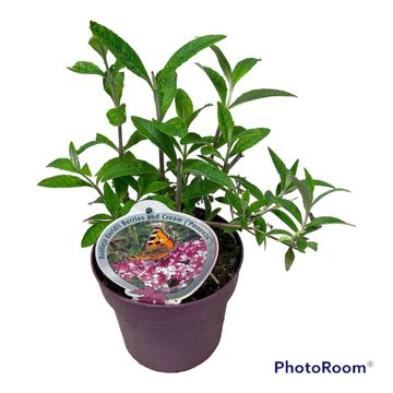 Buddleja davidii BERRIES & CREAM