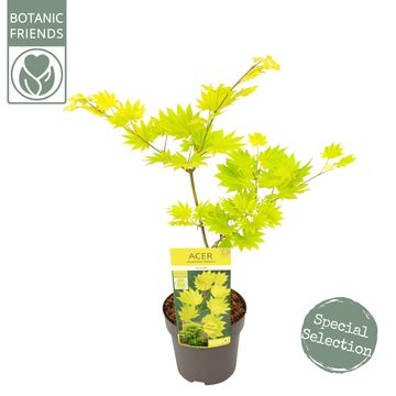 Acer shirasawanum 'Aureum'