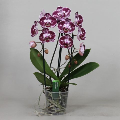 Phalaenopsis ASIAN PEARL