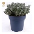Lavandula angustifolia 'Felice Premium Provence'