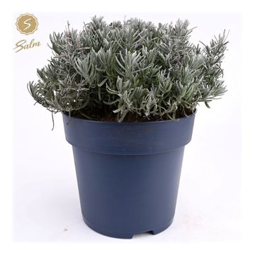 Lavandula angustifolia 'Felice Premium Provence'