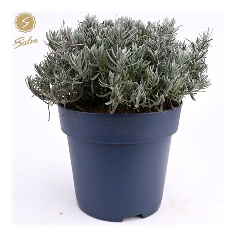 Lavandula angustifolia 'Felice Premium Provence'