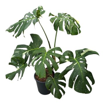 Monstera 'Thai Constellation'