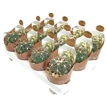 Gymnocalycium spegazzinii