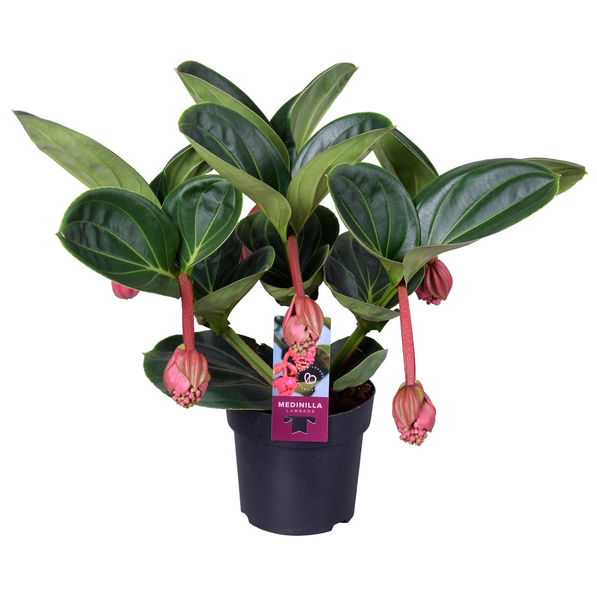Medinilla magnifica 'Lambada' — Plant Wholesale FlorAccess