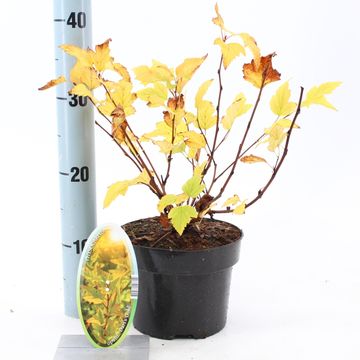 Physocarpus opulifolius 'Dart's Gold'