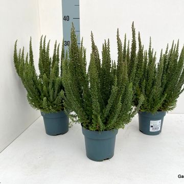 Calluna vulgaris SKYLINE COLOGNE
