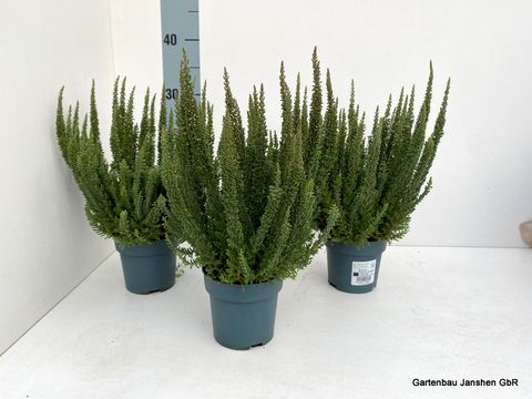 Calluna vulgaris SKYLINE COLOGNE