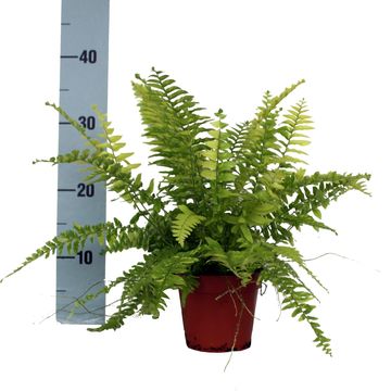 Nephrolepis exaltata 'Tiger Fern'