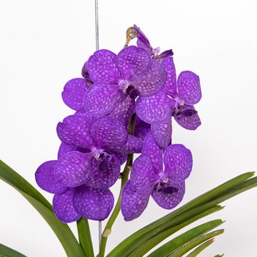 Vanda TAYANEE BLUE