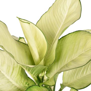 Dieffenbachia 'Tropic Marianne'