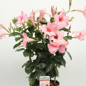 Mandevilla SUNDAVILLE CREAM PINK