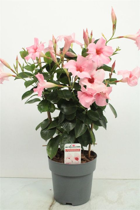 Kvetina Sundaville (odrůdy Sundaville, rodu Mandevilla, růžovými květy, pěstování Sundaville) Kvetina Sundaville