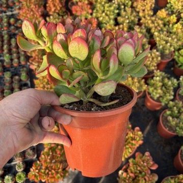 Crassula 'Summerset'