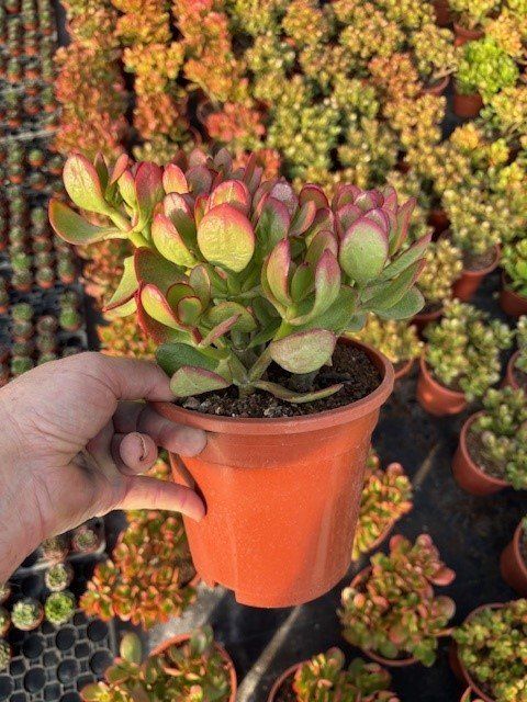 Crassula 'Summerset'