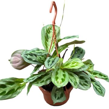 Maranta cristata 'Intense'