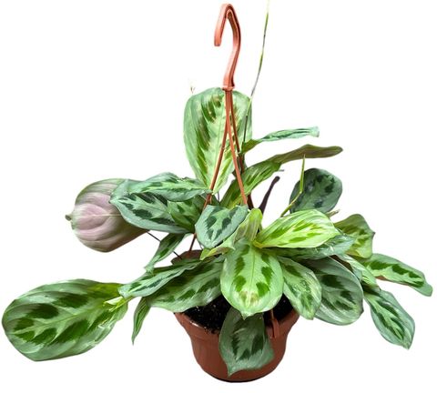 Maranta cristata 'Intense'